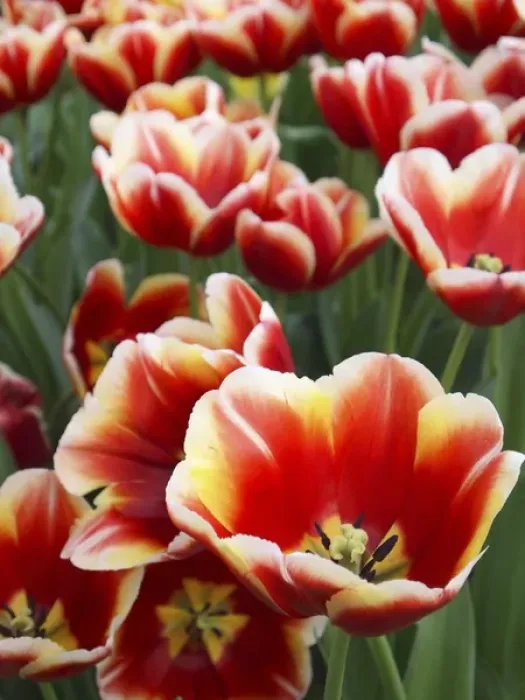 Framed Print : White rimmed red tulips