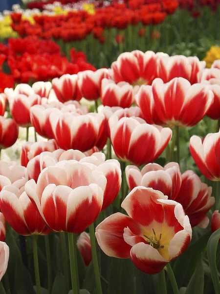 White rimmed red tulips