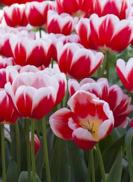 Framed Print : White rimmed red tulips