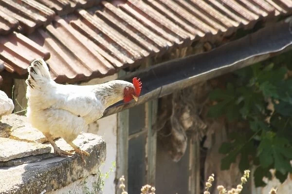 White rooster in the winery backyard looking down over a ledge getting ready to jump