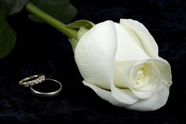White rose and bride and groom wedding rings