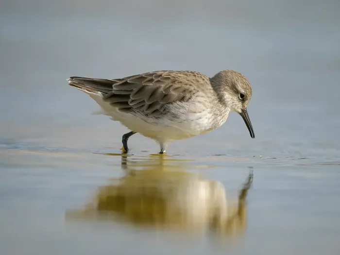 Framed Print : White-rumped sandpiper feeding in a pond. South America, Falkland Islands, Volunteer Point Framed Print : White-rumped sandpiper feeding in a pond. South America, Falkland Islands, Volunteer Point