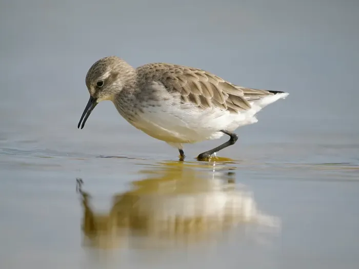 Framed Print : White-rumped sandpiper feeding in a pond. South America, Falkland Islands, Volunteer Point Framed Print : White-rumped sandpiper feeding in a pond. South America, Falkland Islands, Volunteer Point