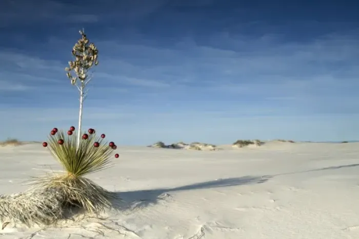 Framed Print : White Sands National Monument, New Mexico, United States Framed Print : White Sands National Monument, New Mexico, United States