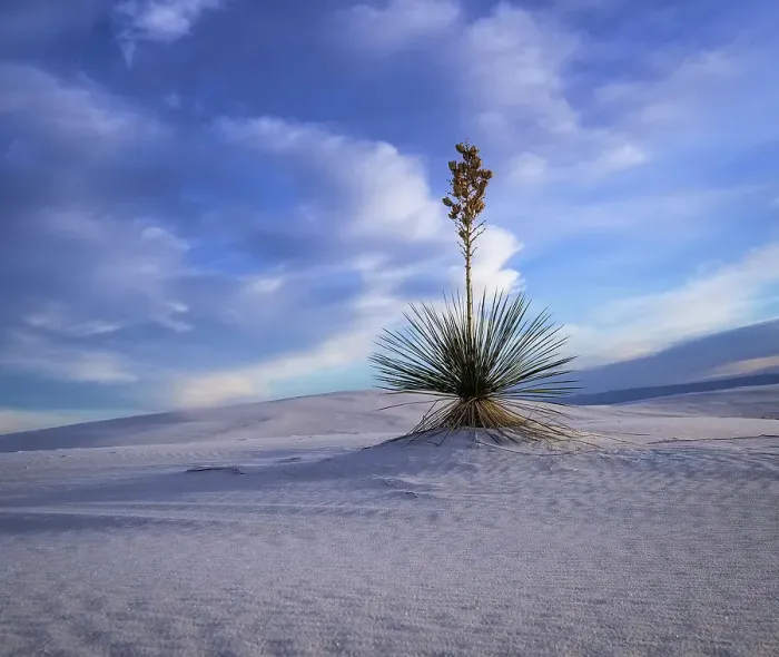 Framed Print : White Sands National Park