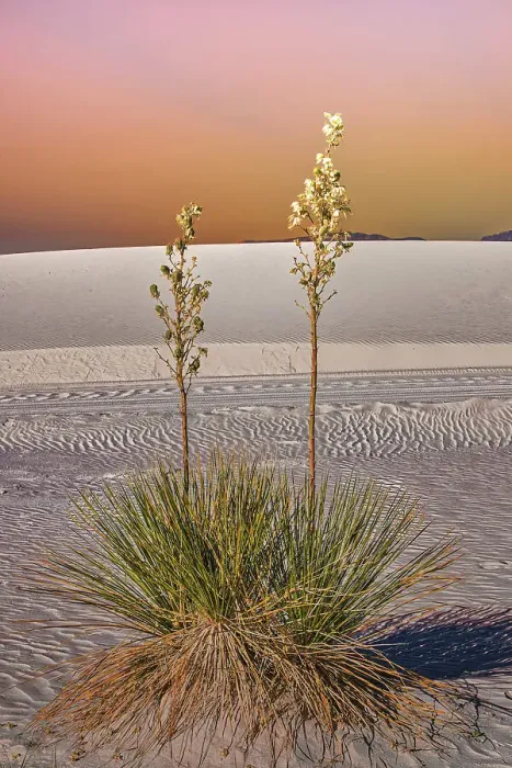 Framed Print : White Sands National Park Framed Print : White Sands National Park