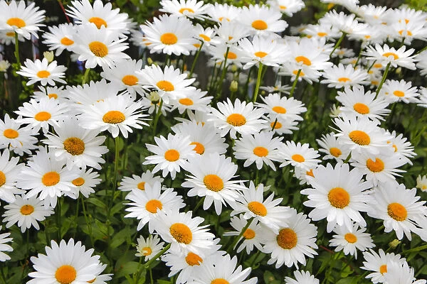 White shasta daisy