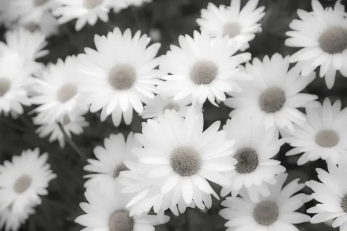 Framed Print : White shasta daisy in black and white Framed Print : White shasta daisy in black and white