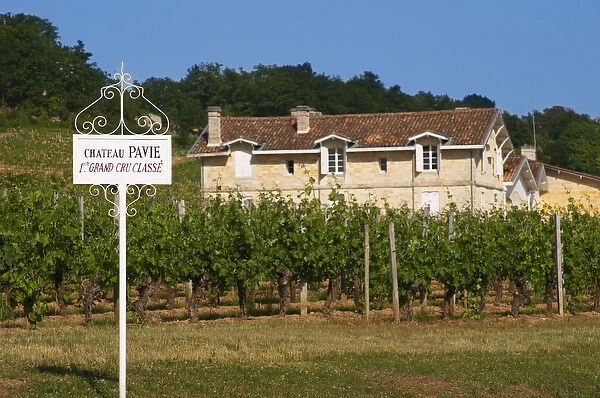 A white sign in the vineyard and the chateau of Chateau Pavie 1st, premier first