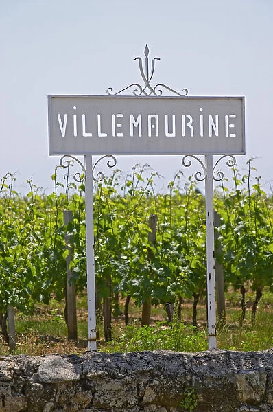 A white sign in the vineyard saying Chateau Villemaurine Saint Emilion Bordeaux