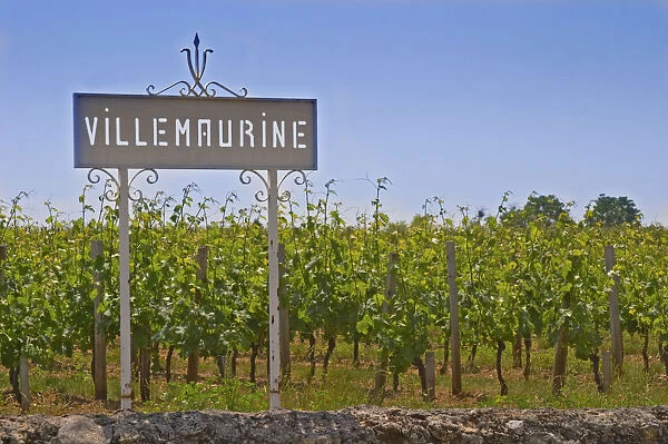 A white sign in the vineyard saying Chateau Villemaurine Saint Emilion Bordeaux
