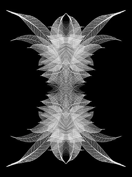 White skeleton leaves arranged on black background