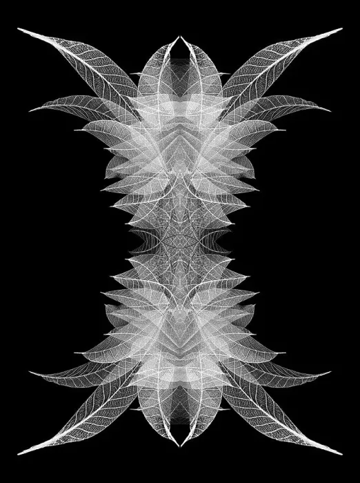 Framed Print : White skeleton leaves arranged on black background