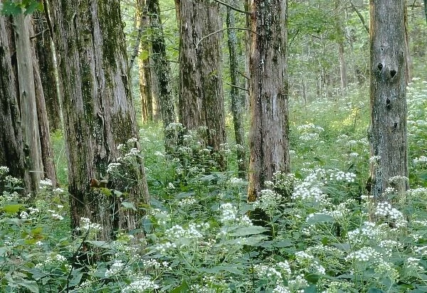 White snakeroot beneath a cedar forest, White Oak Trail, Mammoth Cave National Park