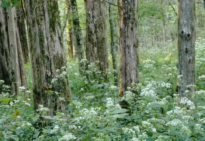 Framed Print : White snakeroot beneath a cedar forest, White Oak Trail, Mammoth Cave National Park Framed Print : White snakeroot beneath a cedar forest, White Oak Trail, Mammoth Cave National Park