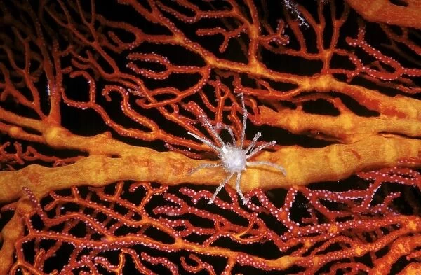 White Soft coral crab (Naxioides taurus) on red Gorgonian at Big Drop-off (Ngemelis Wall)