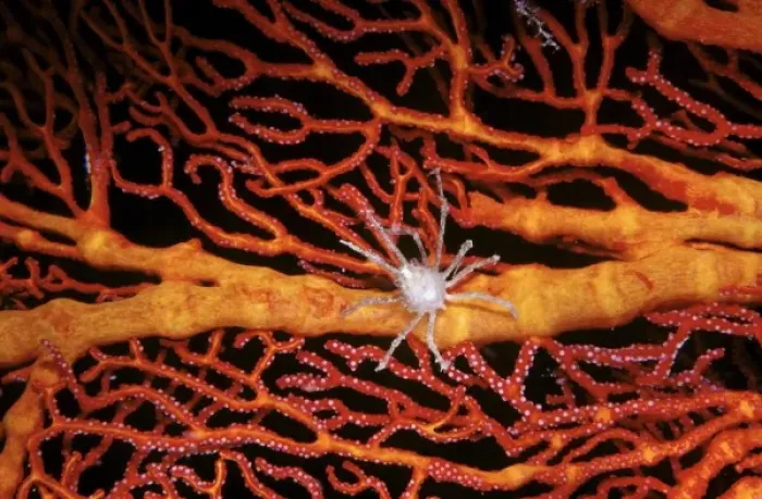 Framed Print : White Soft coral crab (Naxioides taurus) on red Gorgonian at Big Drop-off (Ngemelis Wall) Framed Print : White Soft coral crab (Naxioides taurus) on red Gorgonian at Big Drop-off (Ngemelis Wall)