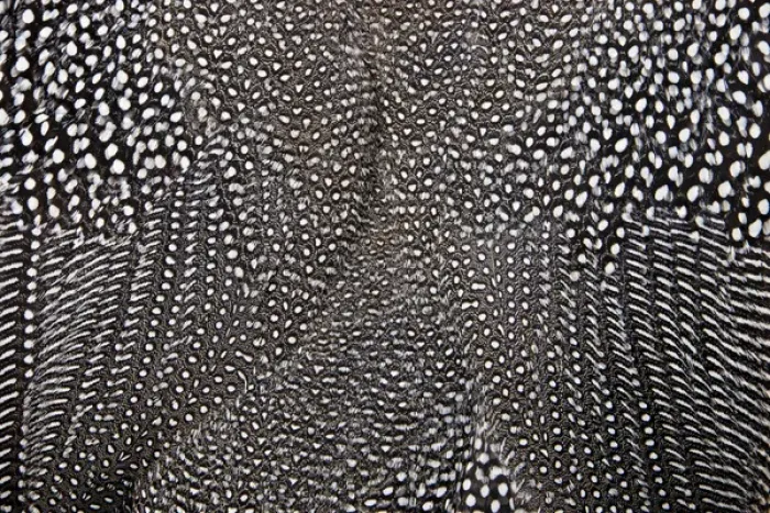 Framed Print : White spots on black feathers of the Helmeted Guineafowl Framed Print : White spots on black feathers of the Helmeted Guineafowl
