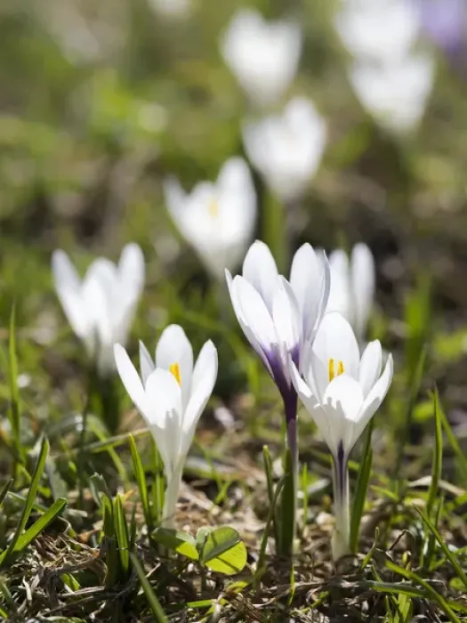 Framed Print : White Spring Crocus (Crocus vernus) in full bloom in the Eastern Alps of central Europe Framed Print : White Spring Crocus (Crocus vernus) in full bloom in the Eastern Alps of central Europe