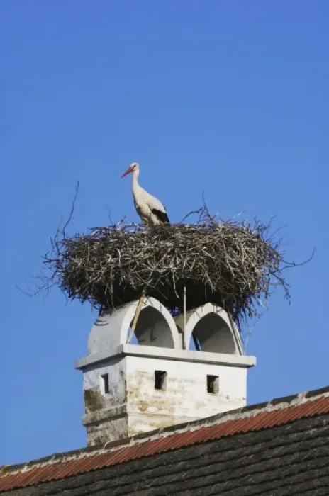 Framed Print : White Stork, Ciconia ciconia, adult on nest on chimney, Rust, National Park Lake Neusiedl