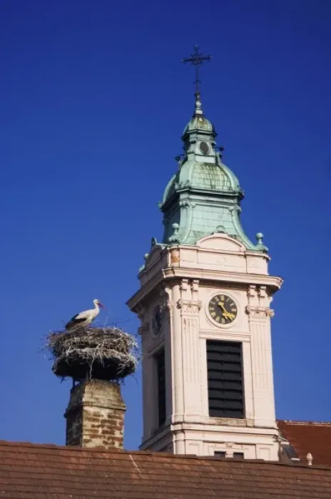 Framed Print : White Stork, Ciconia ciconia, adult on nest by church in Rust city, Rust, National