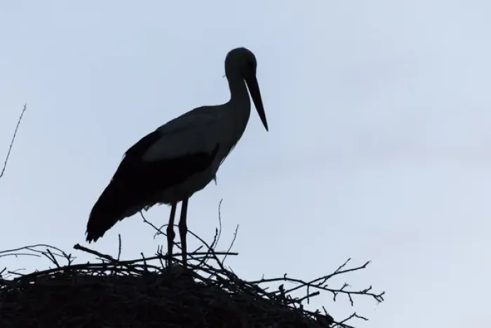 Framed Print : White Stork (Ciconia ciconia) on nest in the hungarian Puszta during dawn silhouetted