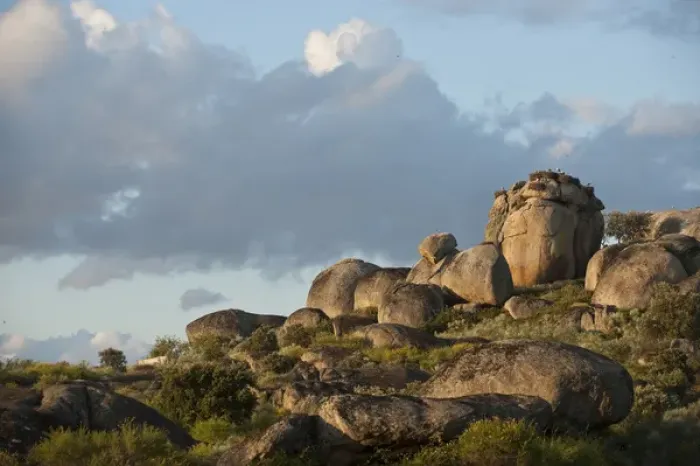 Framed Print : White Stork (Ciconia ciconia) nesting on granite boulders Natural Monument of Los Barruecos