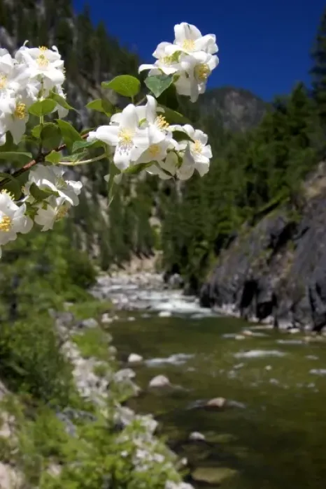 Framed Print : White syringa flowers growing along the East Fork of the South Fork of the Salmon