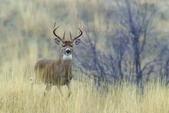 Framed Print : White-tail deer buck Framed Print : White-tail deer buck