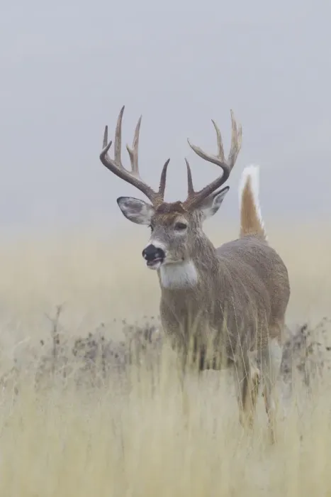 Framed Print : White-tail deer buck