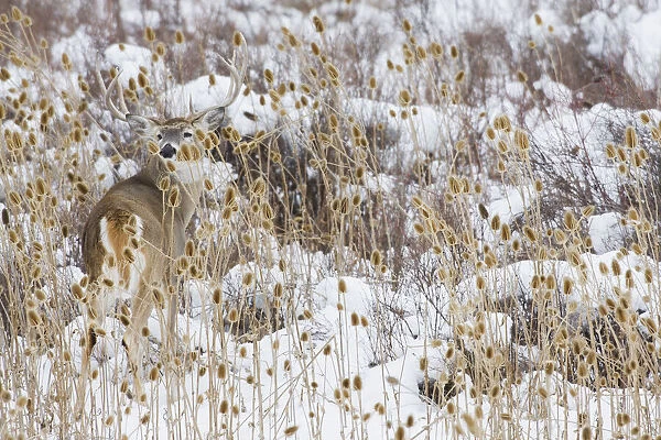 White-tail deer buck camouflaged