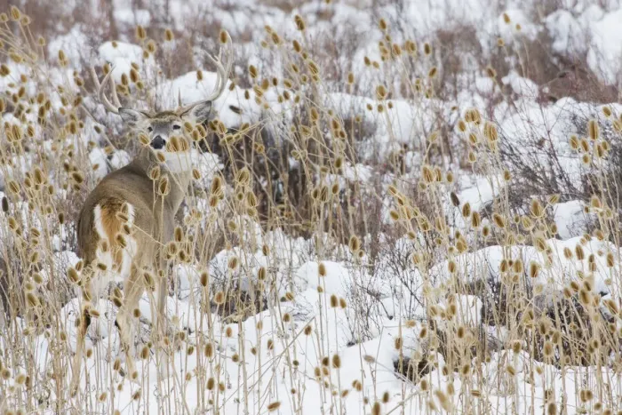 Framed Print : White-tail deer buck camouflaged Framed Print : White-tail deer buck camouflaged