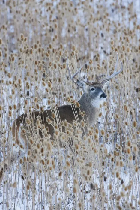 Framed Print : White-tail deer buck camouflaged in the thistle patch