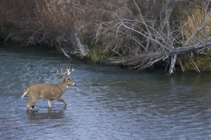 Framed Print : White-tail deer buck crossing river Framed Print : White-tail deer buck crossing river