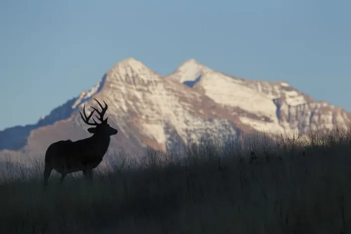 Framed Print : White-tail Deer Silhouette, Mission Mountains Framed Print : White-tail Deer Silhouette, Mission Mountains