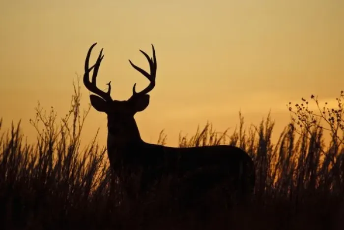 Framed Print : white-tailed deer Framed Print : white-tailed deer