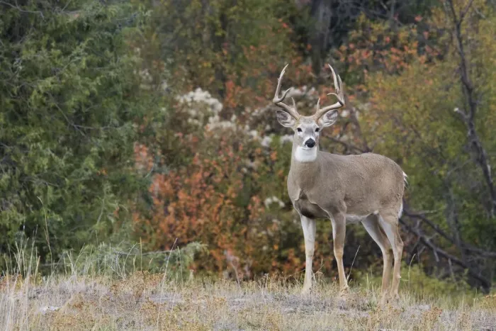 Framed Print : White-tailed Deer Buck Framed Print : White-tailed Deer Buck