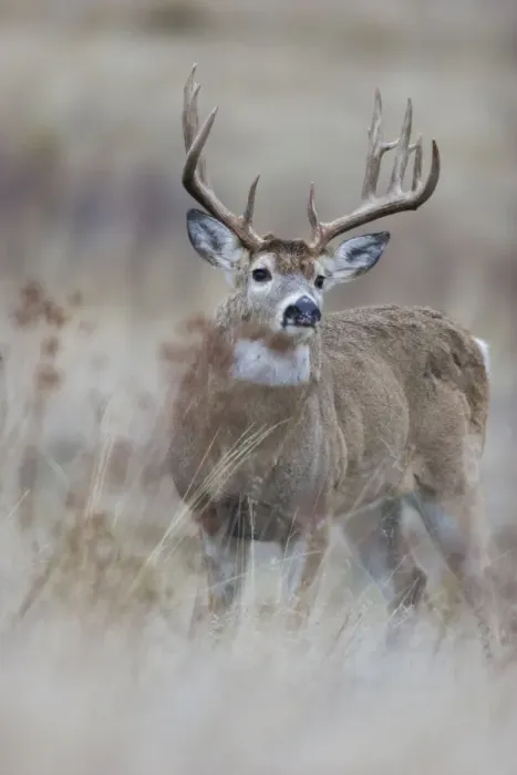 Framed Print : White-tailed deer buck, old buck