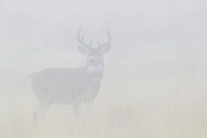 Framed Print : White-tailed deer buck in thick morning fog