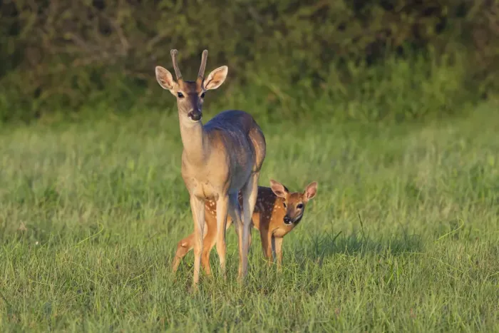 Framed Print : White-tailed Deer (Colinus virginianus) in grassy habitat
