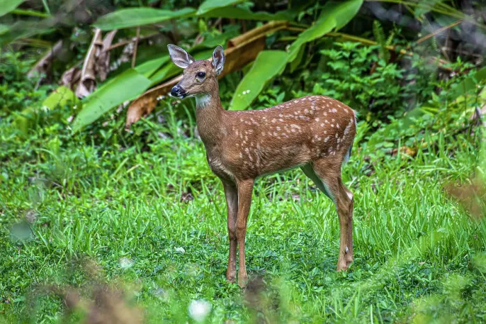 Framed Print : White-tailed deer fawn