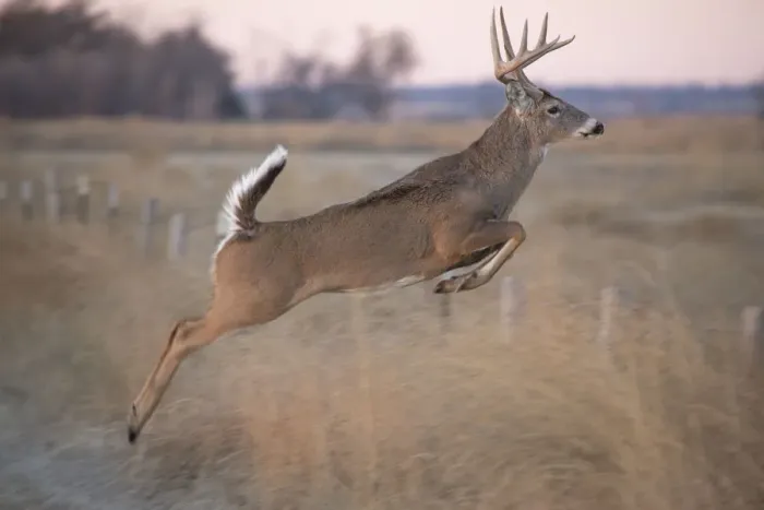 Framed Print : White-tailed deer jumping a fence at Quivira National Game Refuge, Stafford, Kansas Framed Print : White-tailed deer jumping a fence at Quivira National Game Refuge, Stafford, Kansas