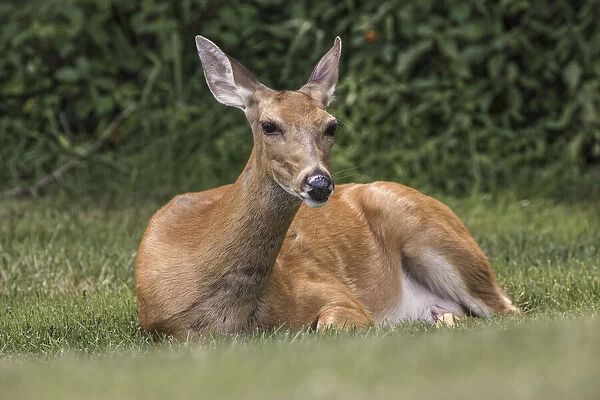 White-tailed deer lying down resting, Kentucky