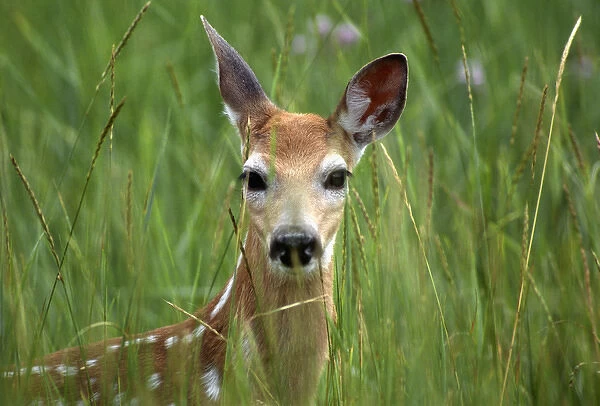 White-tailed deer (Odocoileuis virginianus), fawn in tall grass, National Bison Range