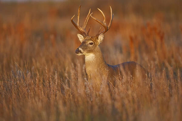 white-tailed deer (Odocoileus virginianus) male with hard antlers, in grassland, Texas