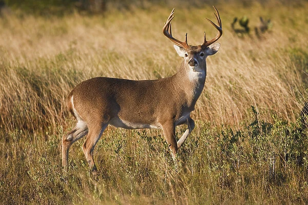 white-tailed deer (Odocoileus virginianus) alert male watching for danger, in grassland