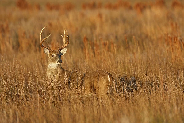 white-tailed deer (Odocoileus virginianus) male with hard antlers, in grassland, Texas