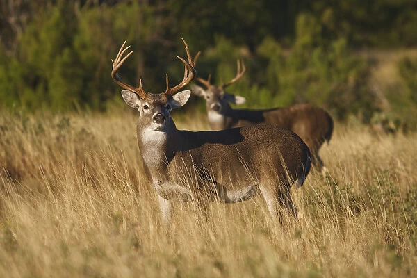 white-tailed deer (Odocoileus virginianus) males alert for danger, in grassland, Texas