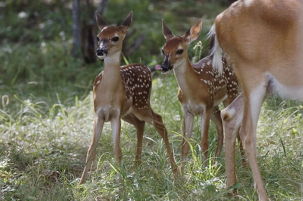 White-tailed Deer, Odocoileus virginianus, Mother with twin fawns after suckling