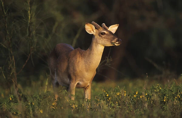 White-tailed Deer, Odocoileus virginianus, Buck in Wildflowers, Willacy County, Rio Grande Valley